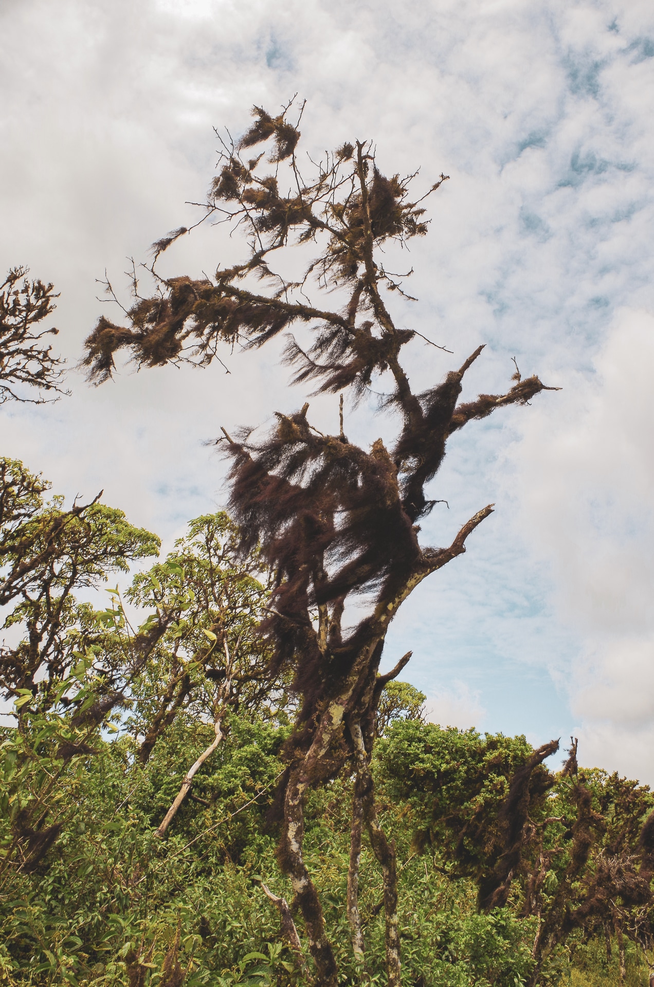 espèce d'arbre Scalesia Santa Cruz Galapagos