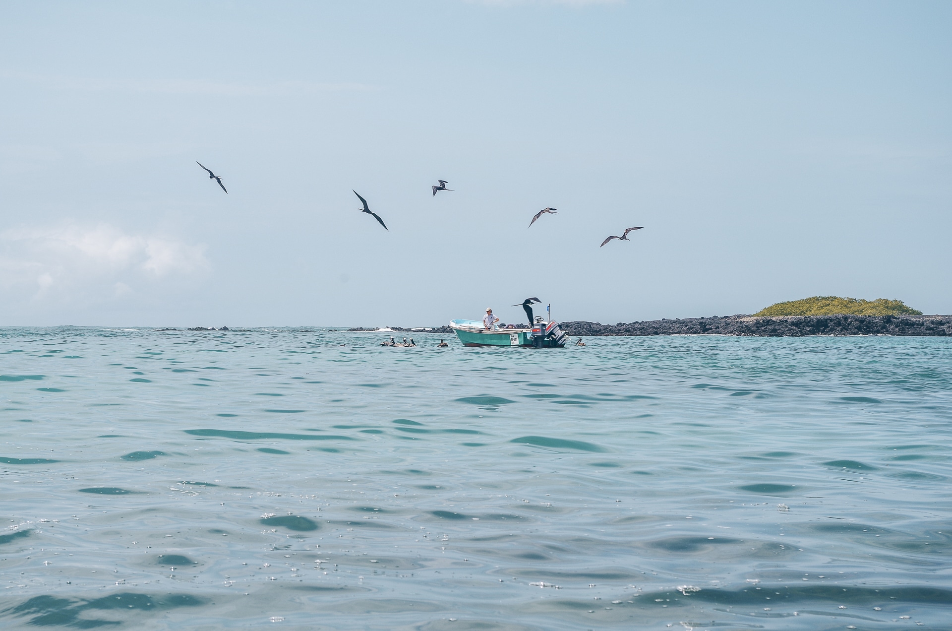 bateau entouré d'oiseaux volant autour vers l'île d'Isabela aux Galapagos