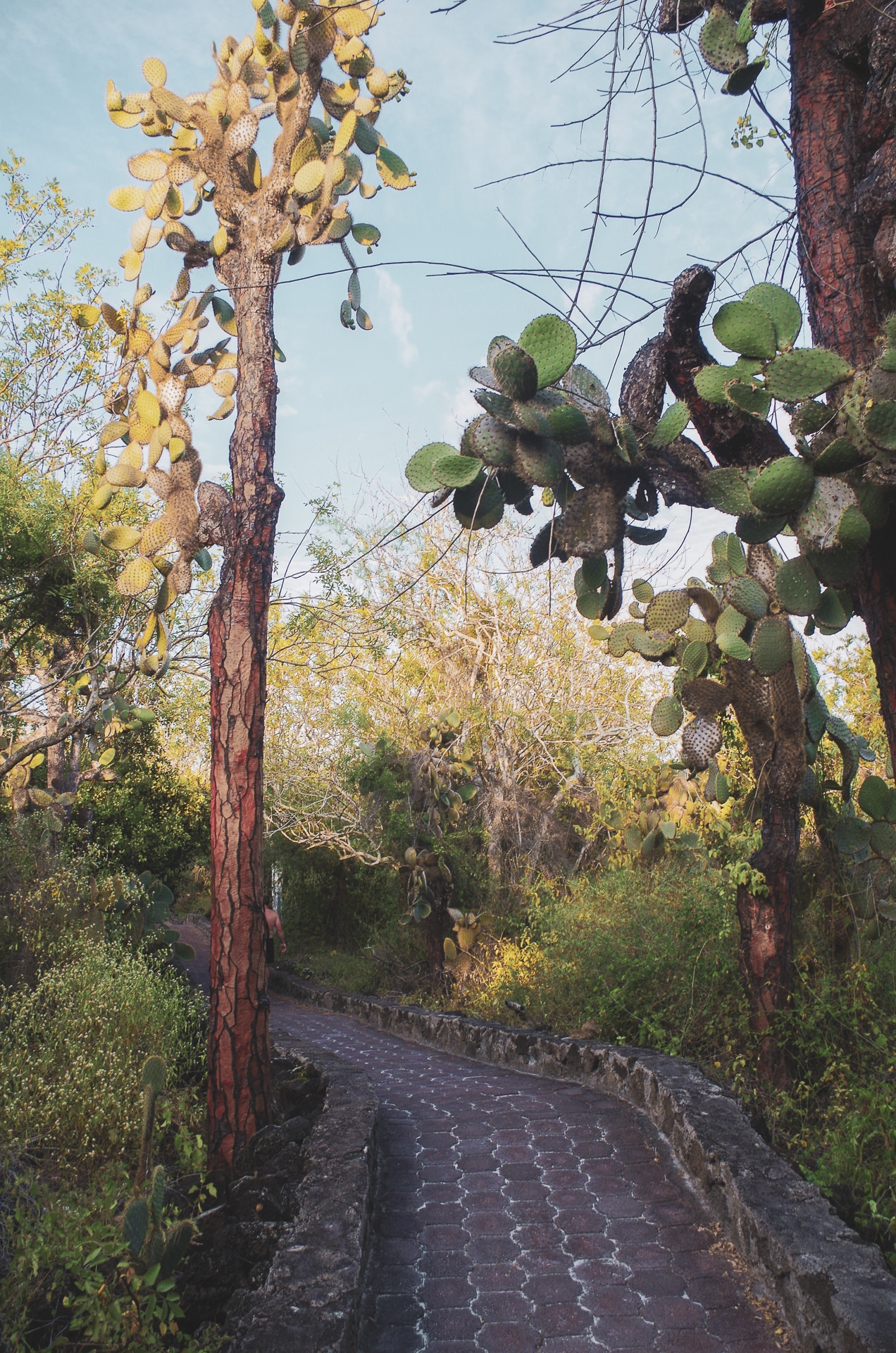 cactus opuntias sur le sentier Tortuga Bay Santa Cruz galapagos