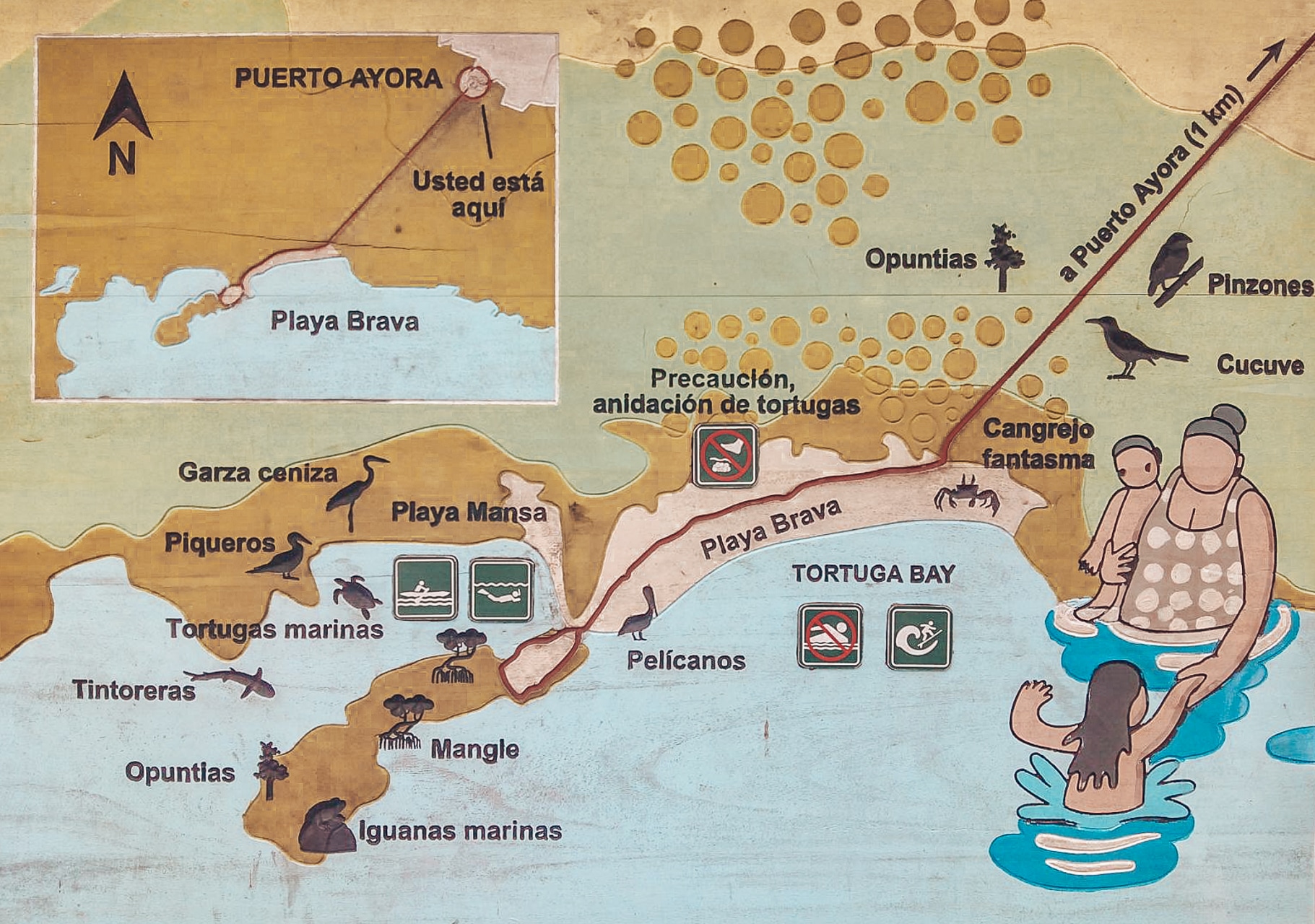 carte explicative Tortuga Bay Santa Cruz Galapagos