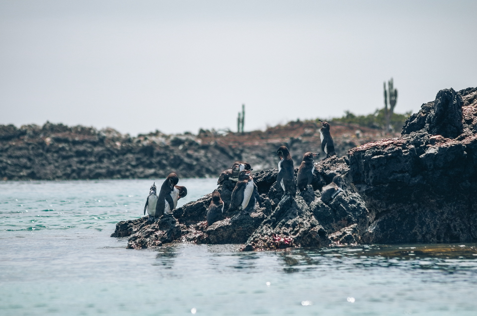 colonie de manchots des Galapagos sur des rochers de lave île Isabela 