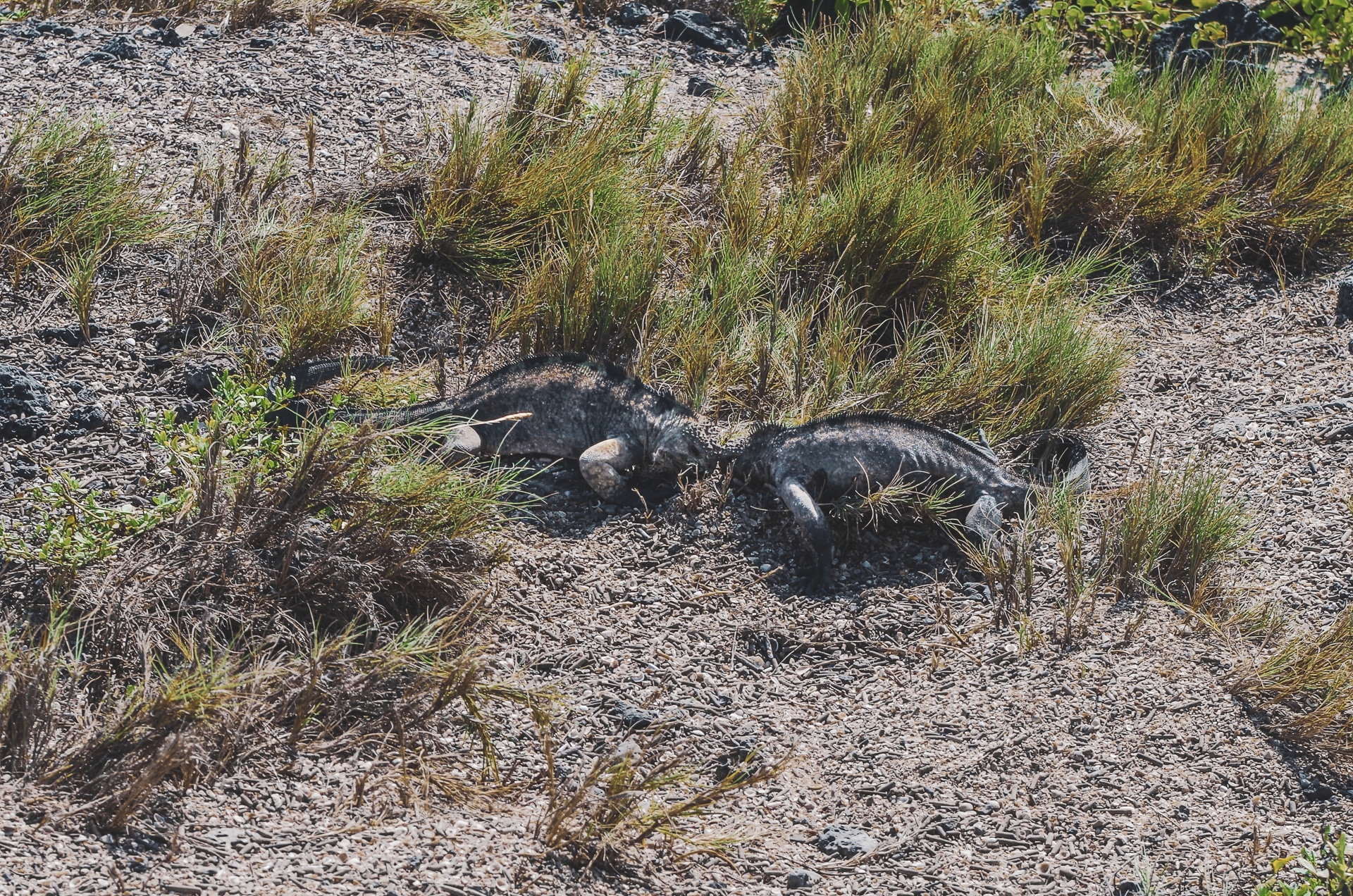 combat d'iguane sur l'île de Santa Cruz Galapagos