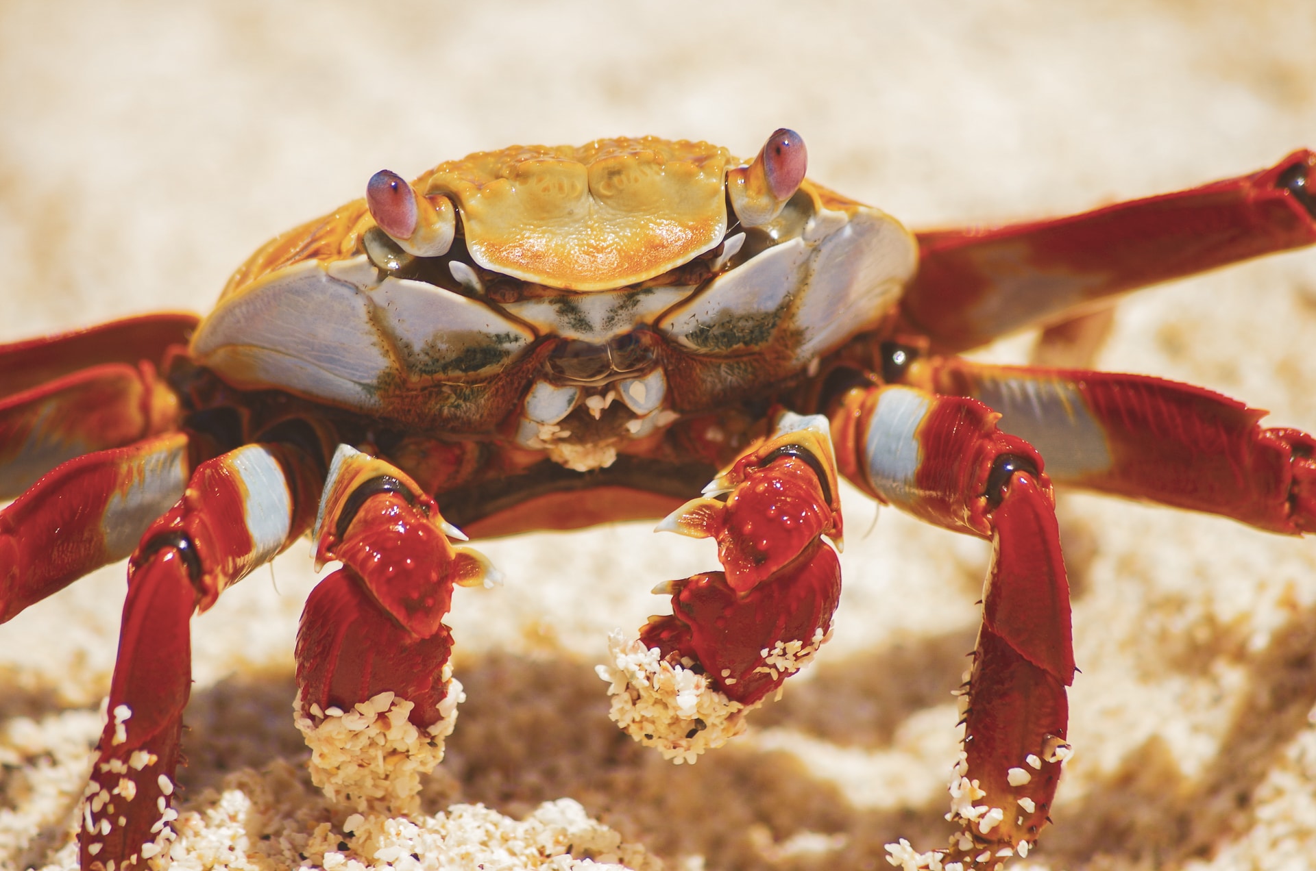 crabe dans le sable