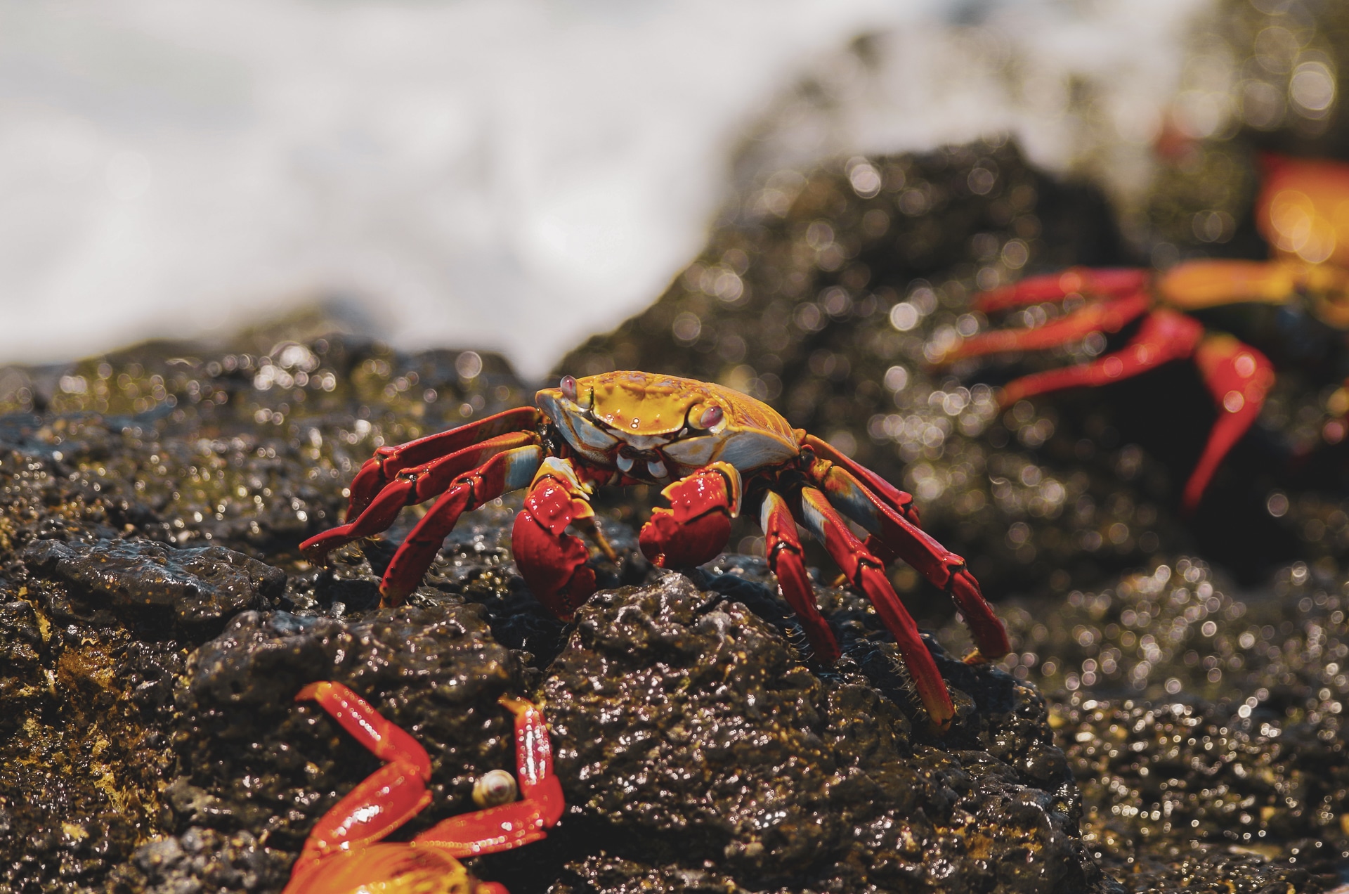 crabe sur un rocher aux Galapagos