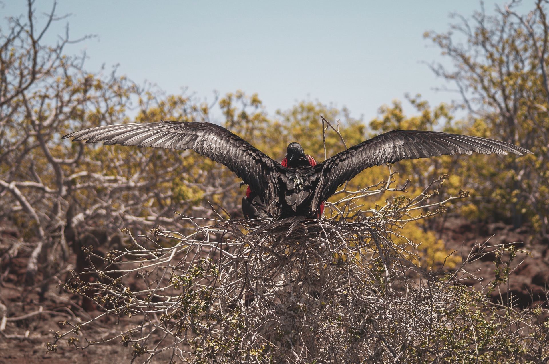 envergure d'une frégate superbe avec les ailes déployées île de Seymour Nord aux Galapagos