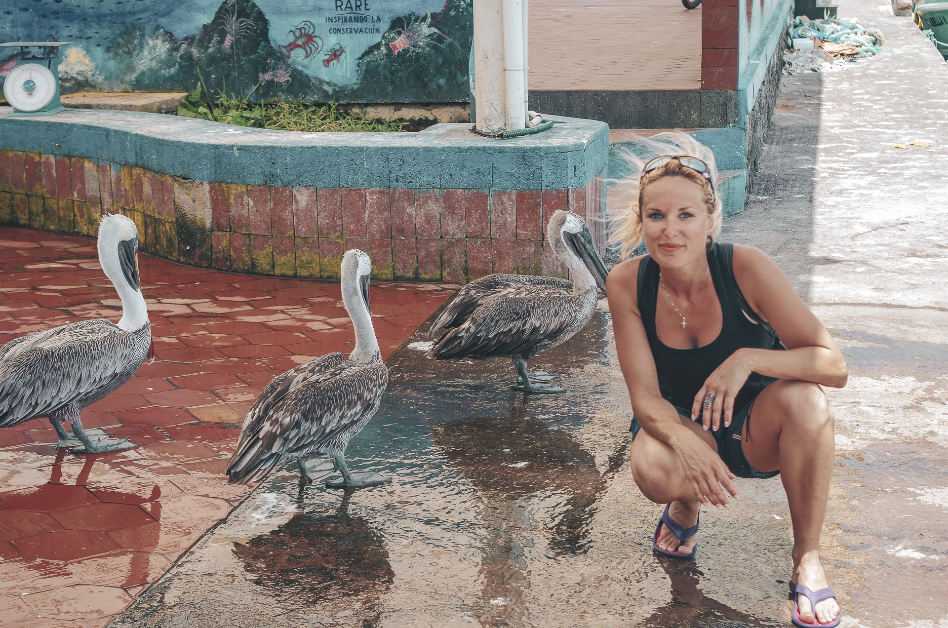 femme au milieu de pélicans Santa Cruz Galapagos