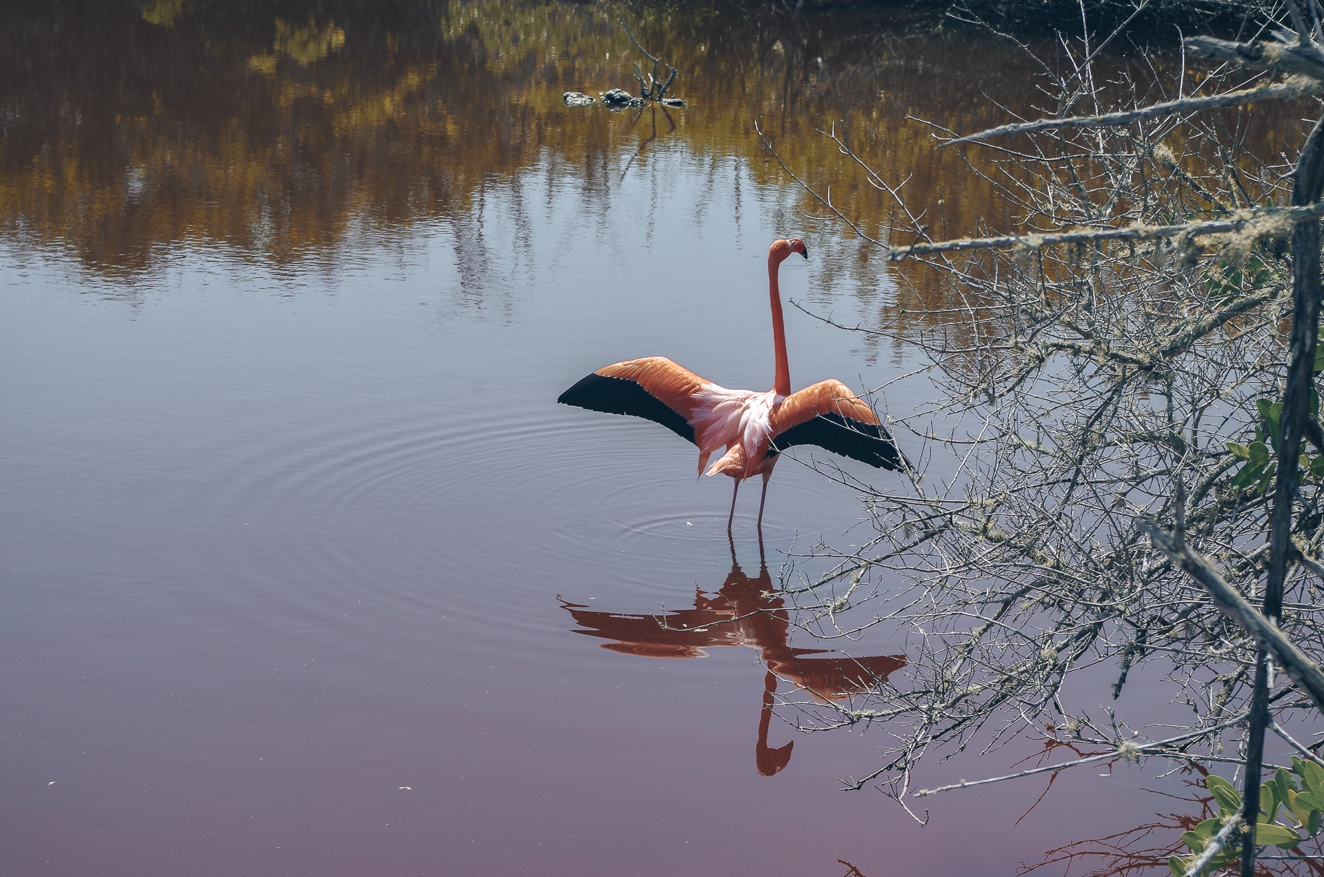 flamant rose qui déploie ses ailes dans une lagune saumâtre
