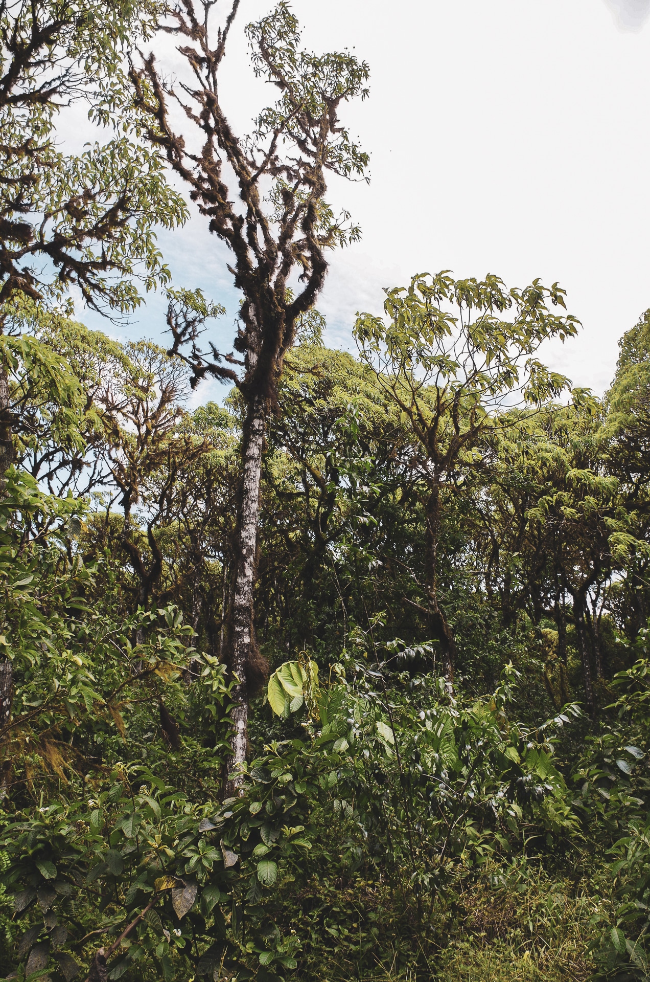 forêt de Scalesia Santa Cruz Galapagos