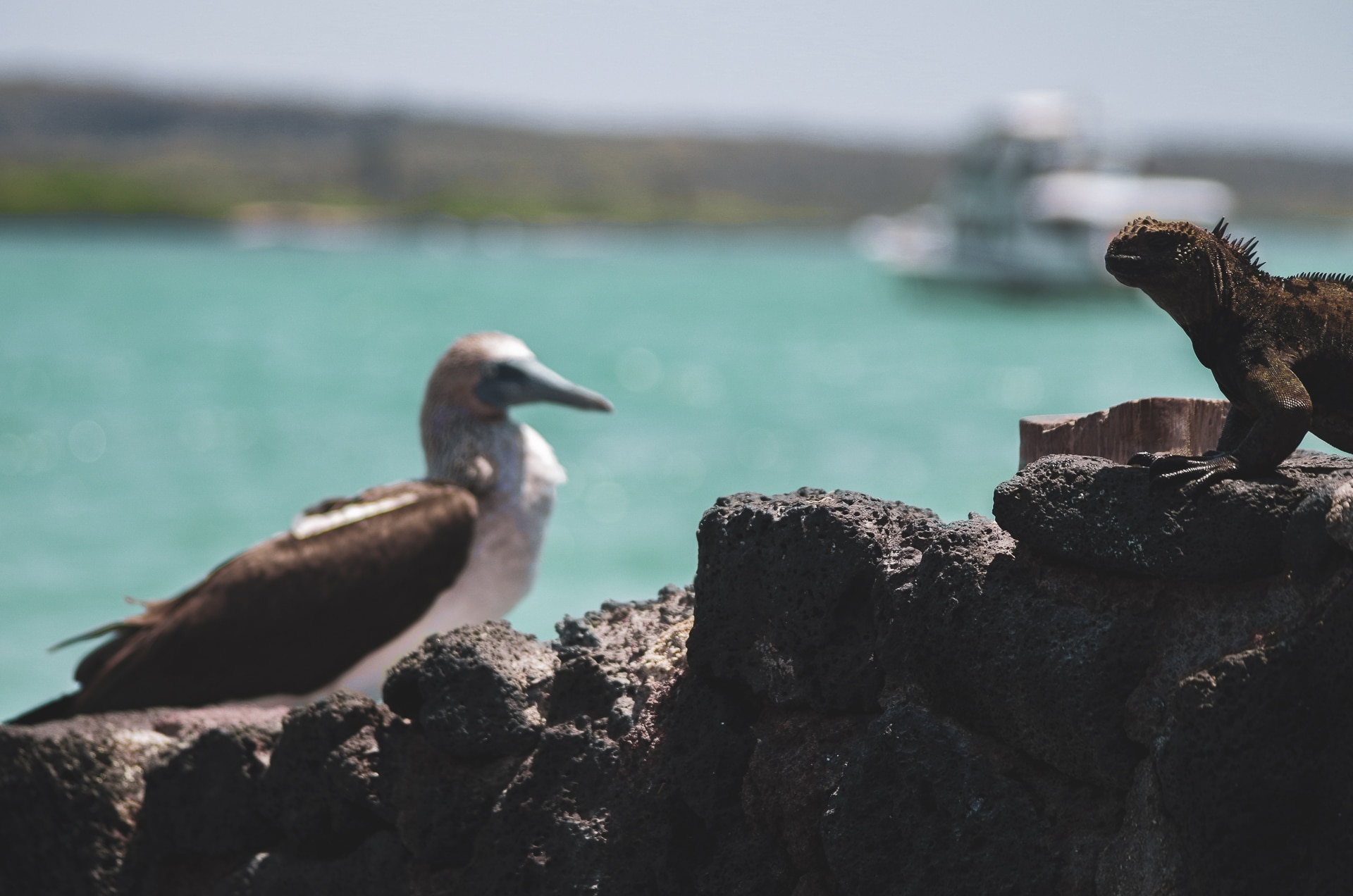 iguane et fou à pieds bleus sur l'île de Santa Cruz aux Galapagos