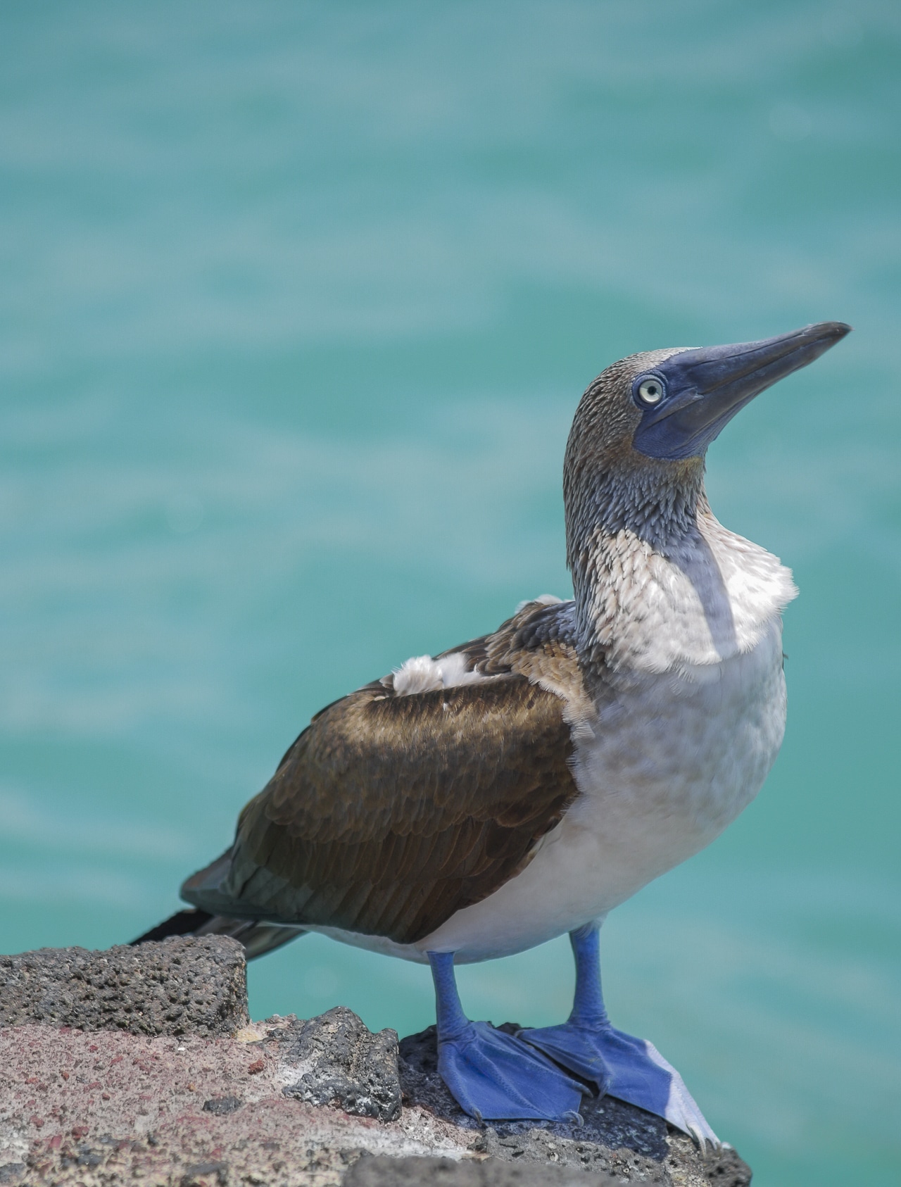 fou à pieds bleus oiseau emblématique des Galapagos île de Seymour Nord 
