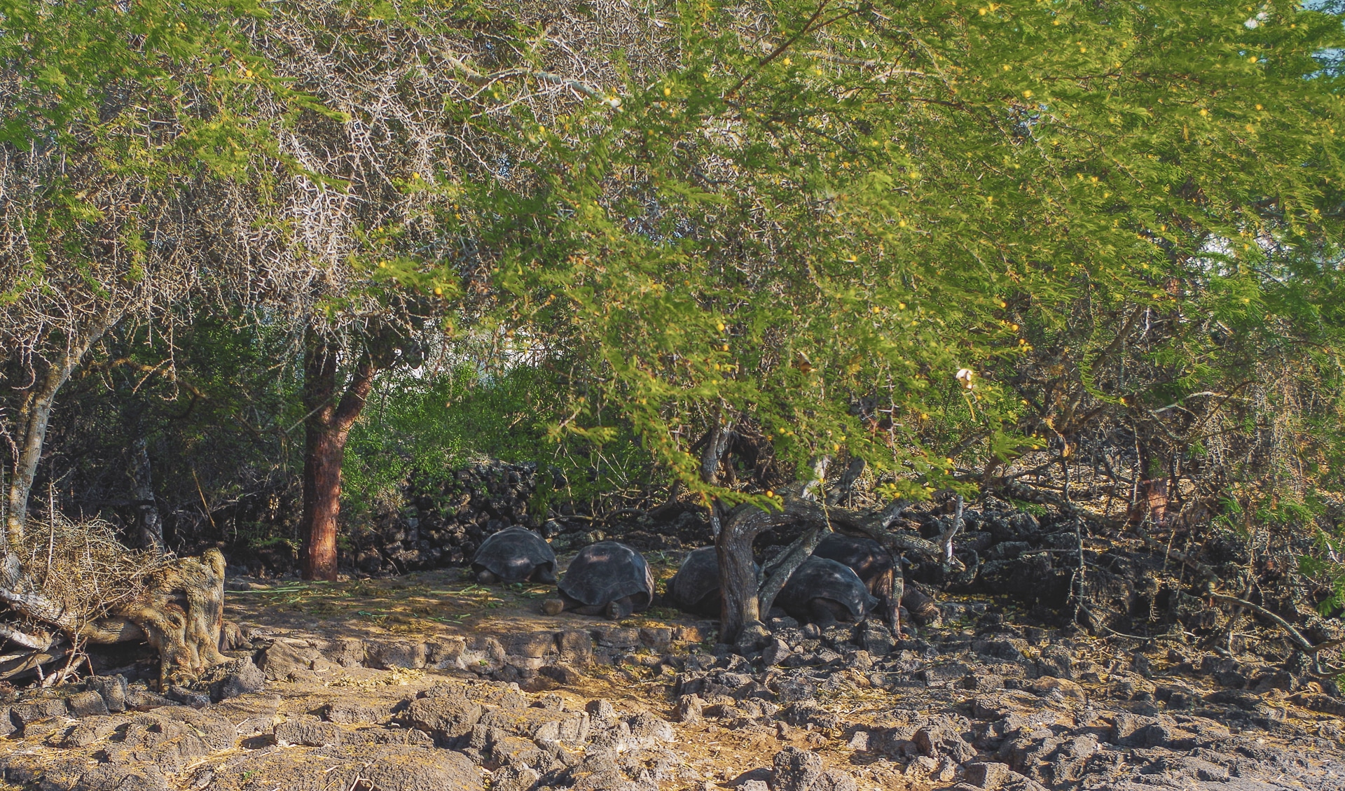 groupe de tortues géantes a l'ombre d'un arbre Galapagos