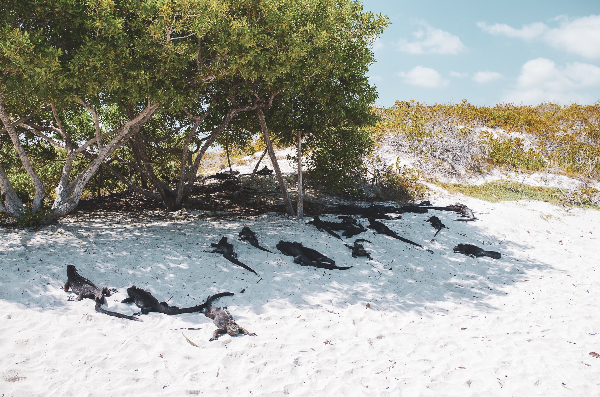 colonie d'iguane marin plage de Tortuga Bay Santa Cruz Galapagos