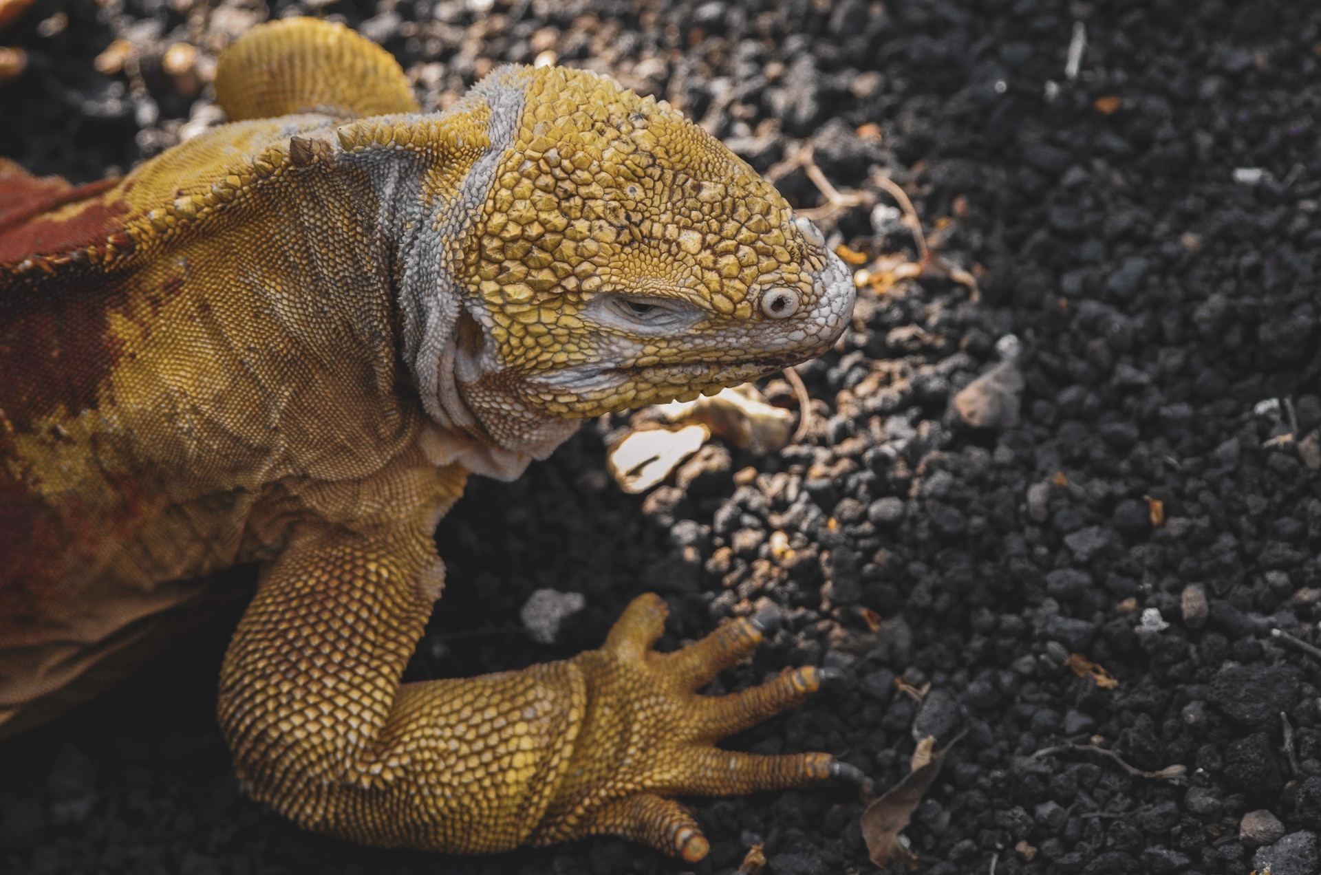peau en écaille iguane terrestre Galapagos