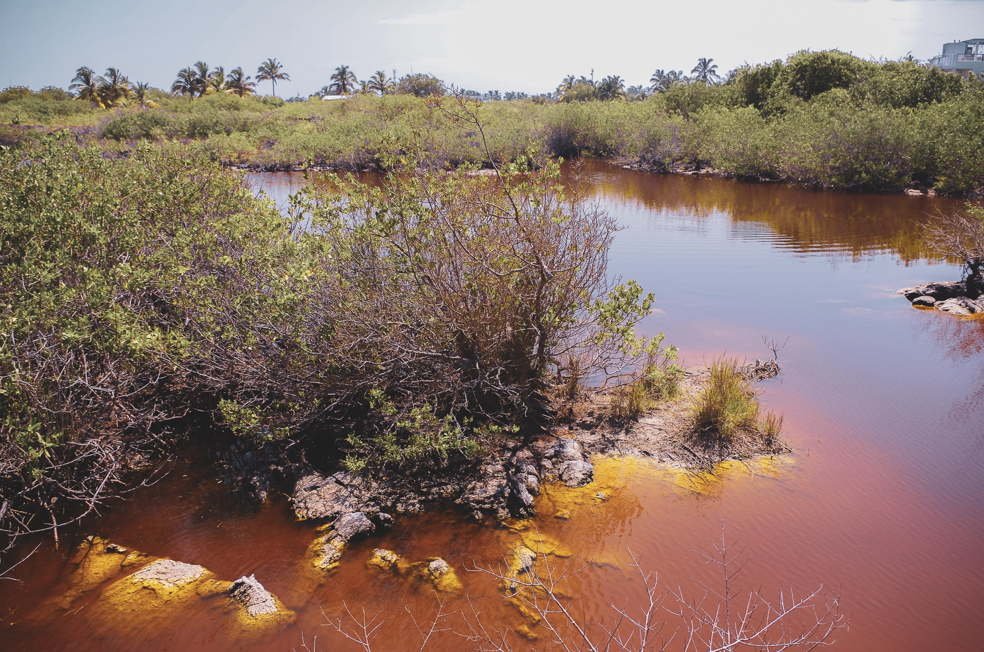 lagune avec de l'eau rouge sur l'île d'Isabela