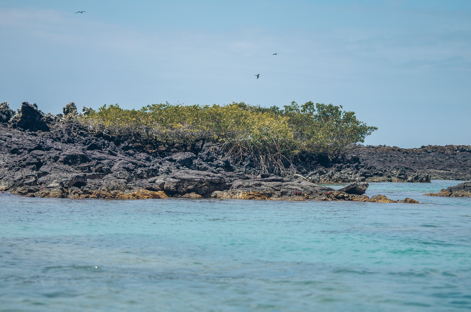 mangrove sur les îlots de Las Tintoreras île Isabela Galapagos