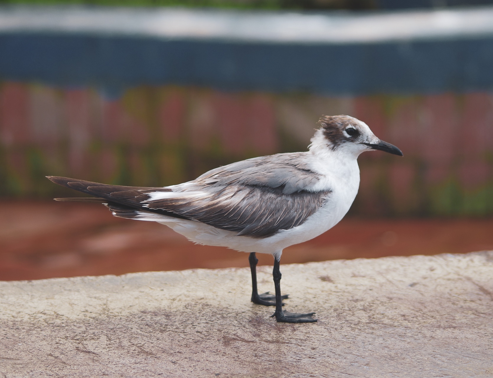 espèce d'oiseau des Galapagos
