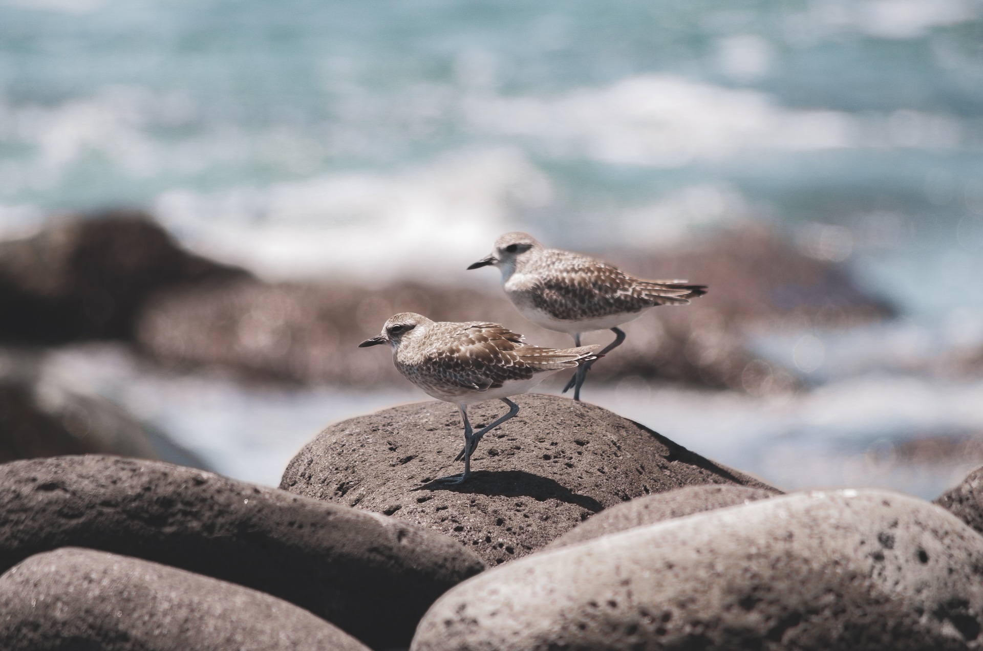 couple d'oiseau aux Galapagos île de Seymour Nord