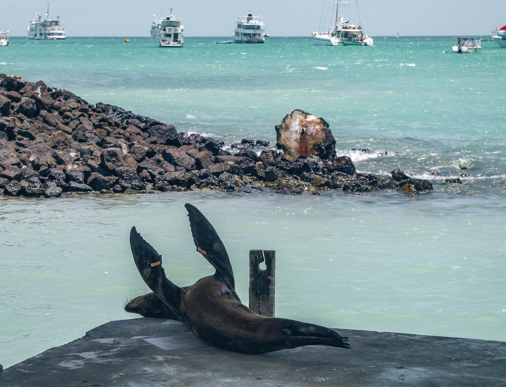 otarie se reposant au port de Puerto Ayora Santa Cruz Galapagos
