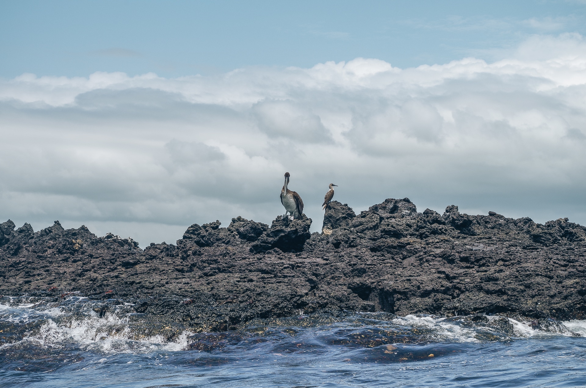 pélican et fous à pieds bleus sur des rochers de lave au milieu de l'océan île d'Isabela Galapagos