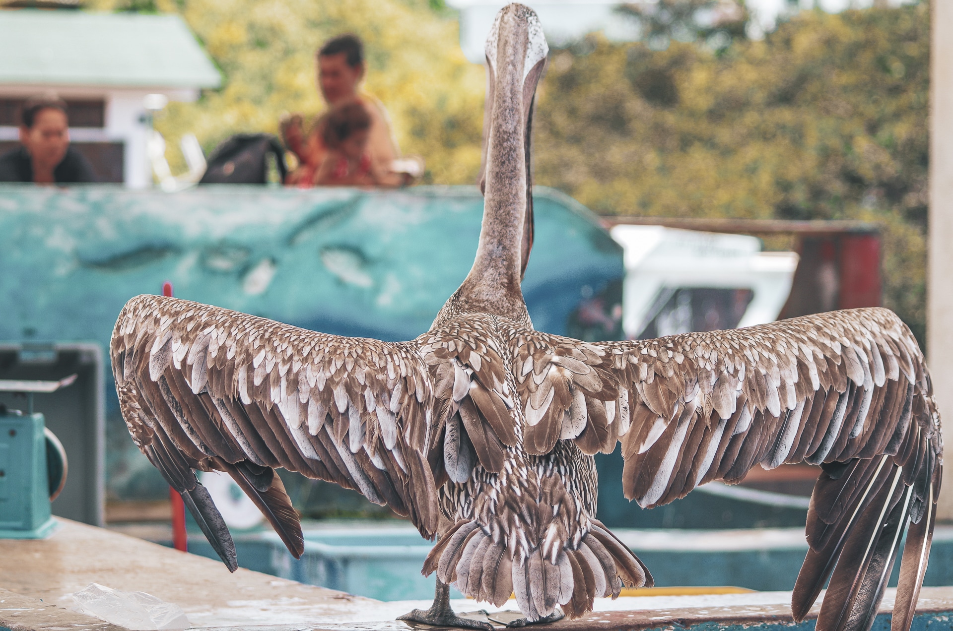 pélican étendant ses ailes aux Galapagos