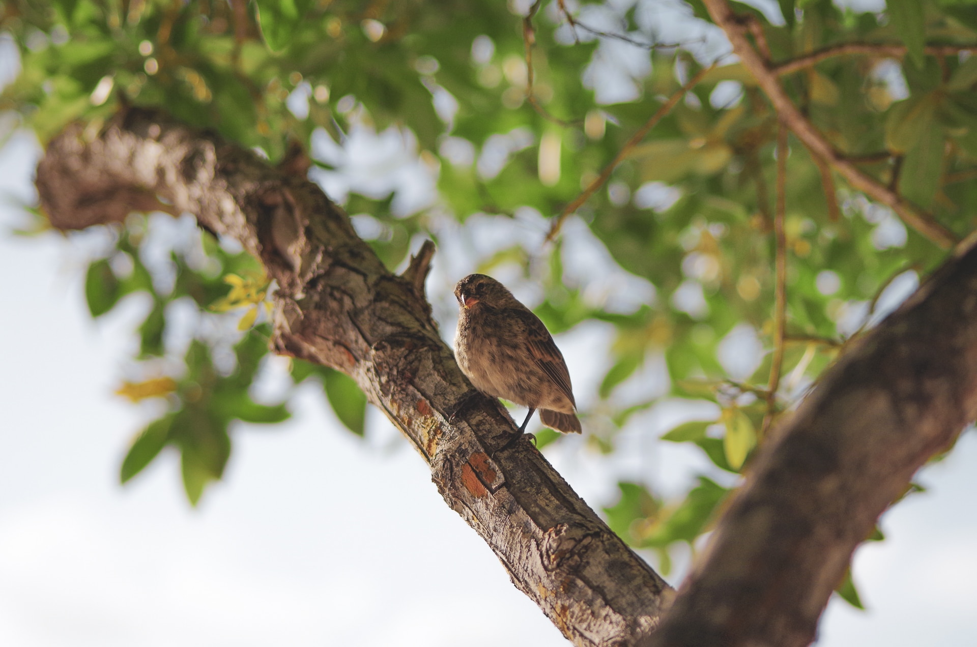 pinson de Darwin sur une branche d'arbre Santa Cruz Galapagos