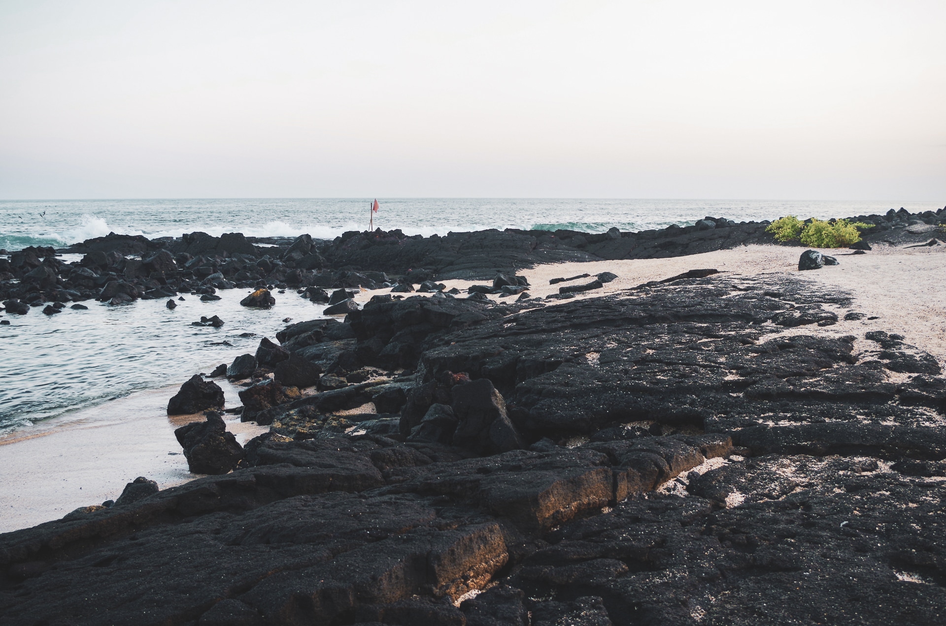 plage avec roche volcanique île Isabela Galapagos