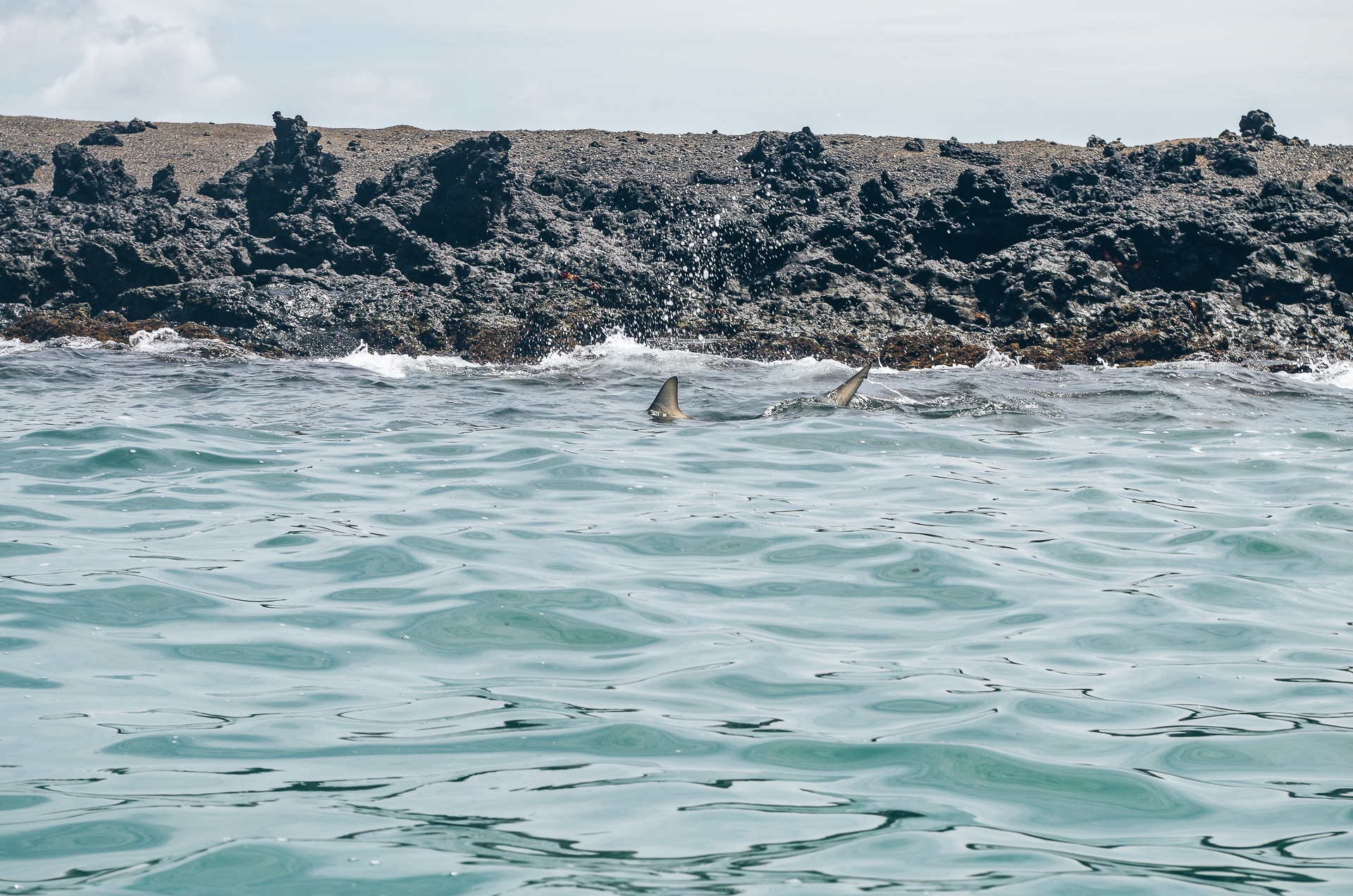 aileron de requin à la surface de la mer île Isabela Galapagos