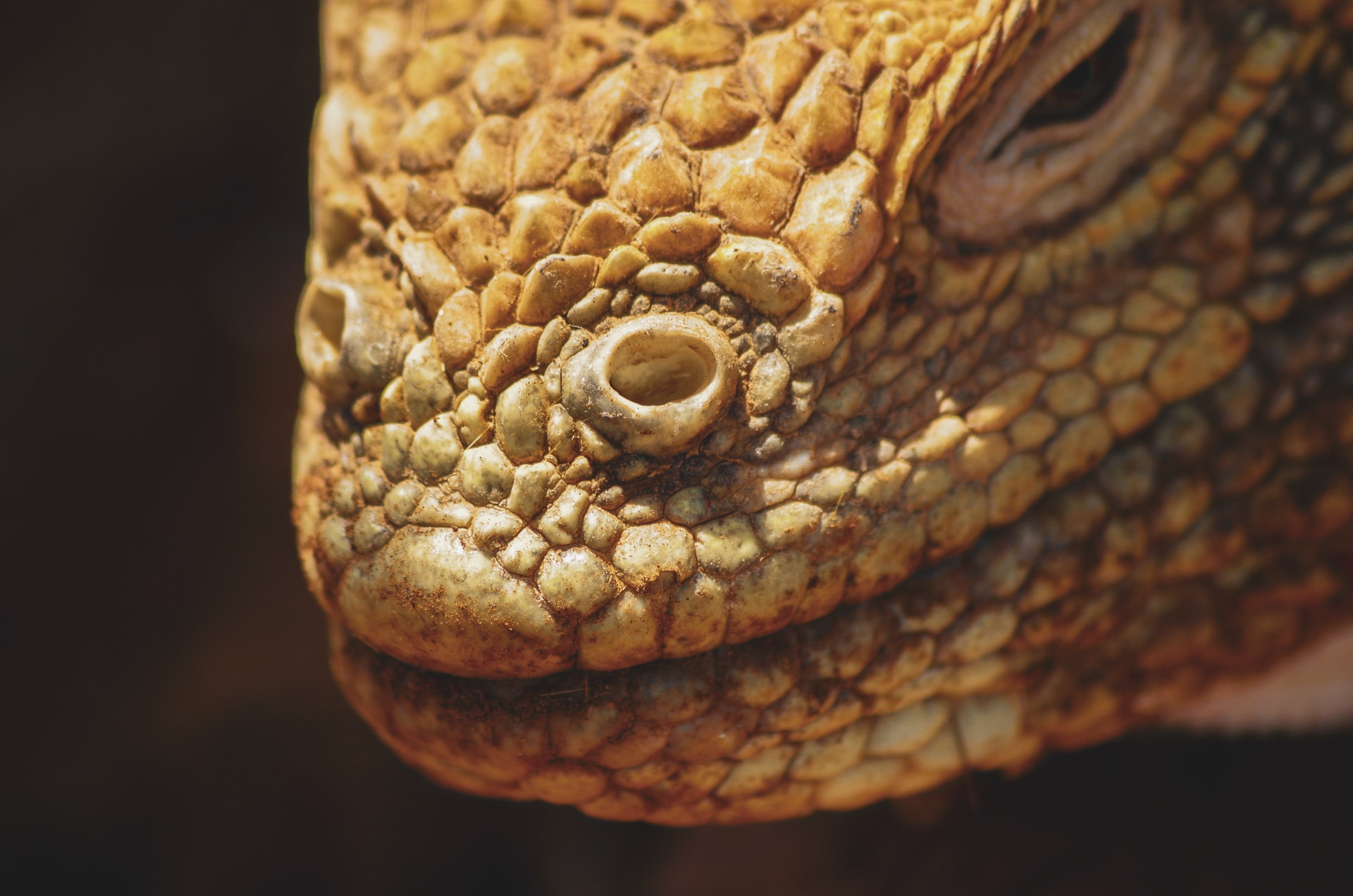 détail d'une tête d'un iguane terrestre aux Galapagos