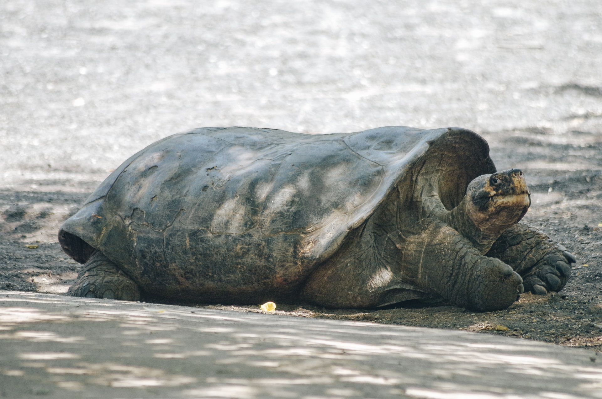 espèce de tortue à carapace plate au centre d'élevage sur l'île d'Isabela Galapagos
