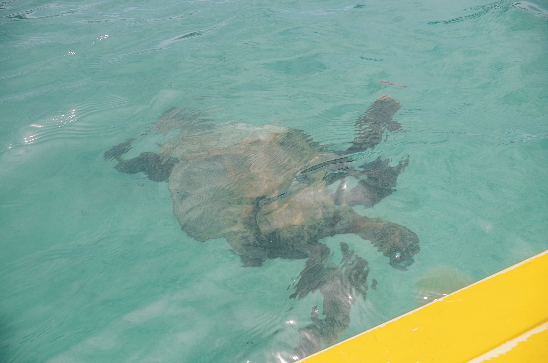 tortue nageant sous un kayak dans la baie de l'île d'Isabela