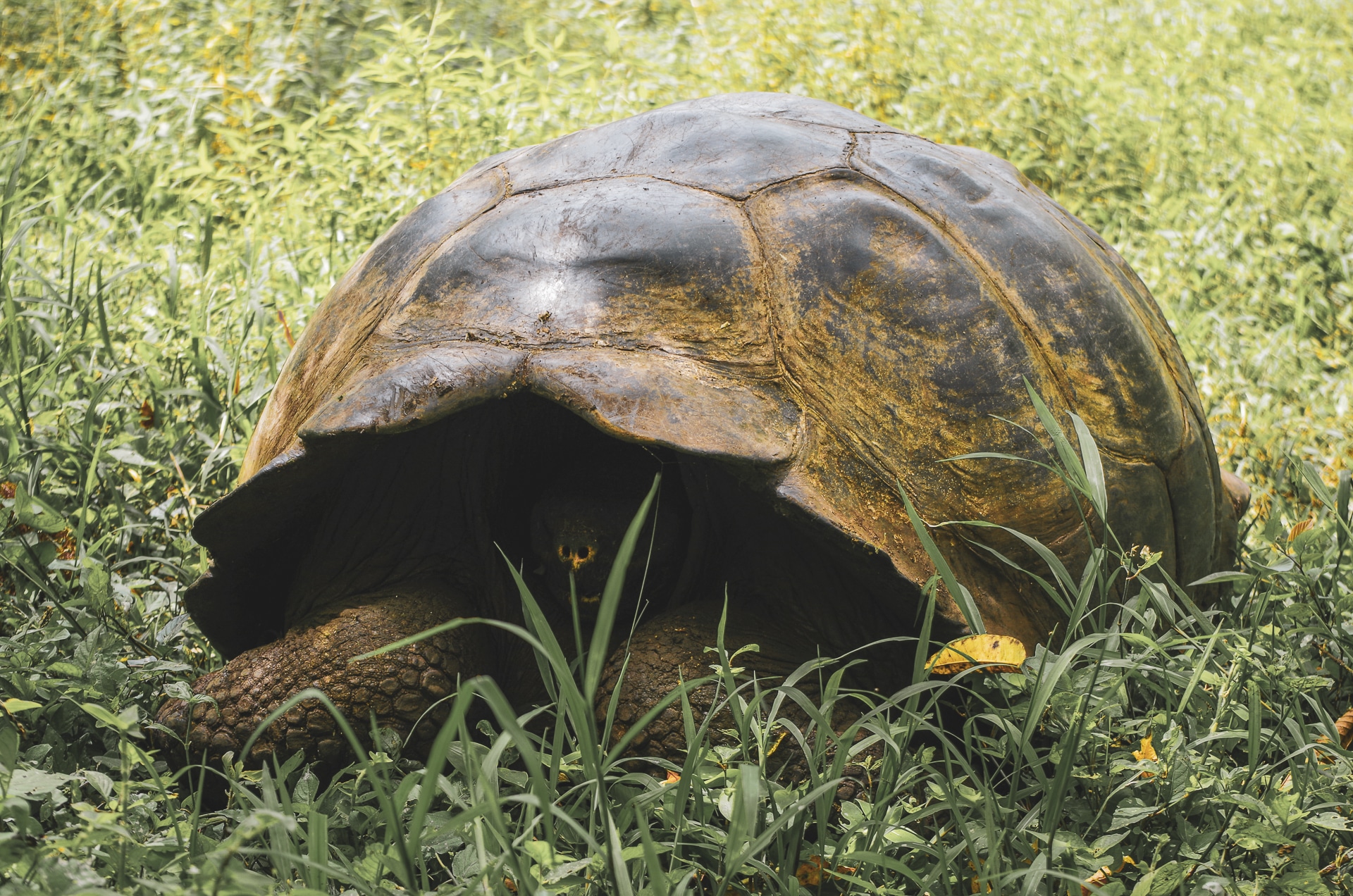 portrait tortue géante réserve el chato Santa Cruz Galapagos