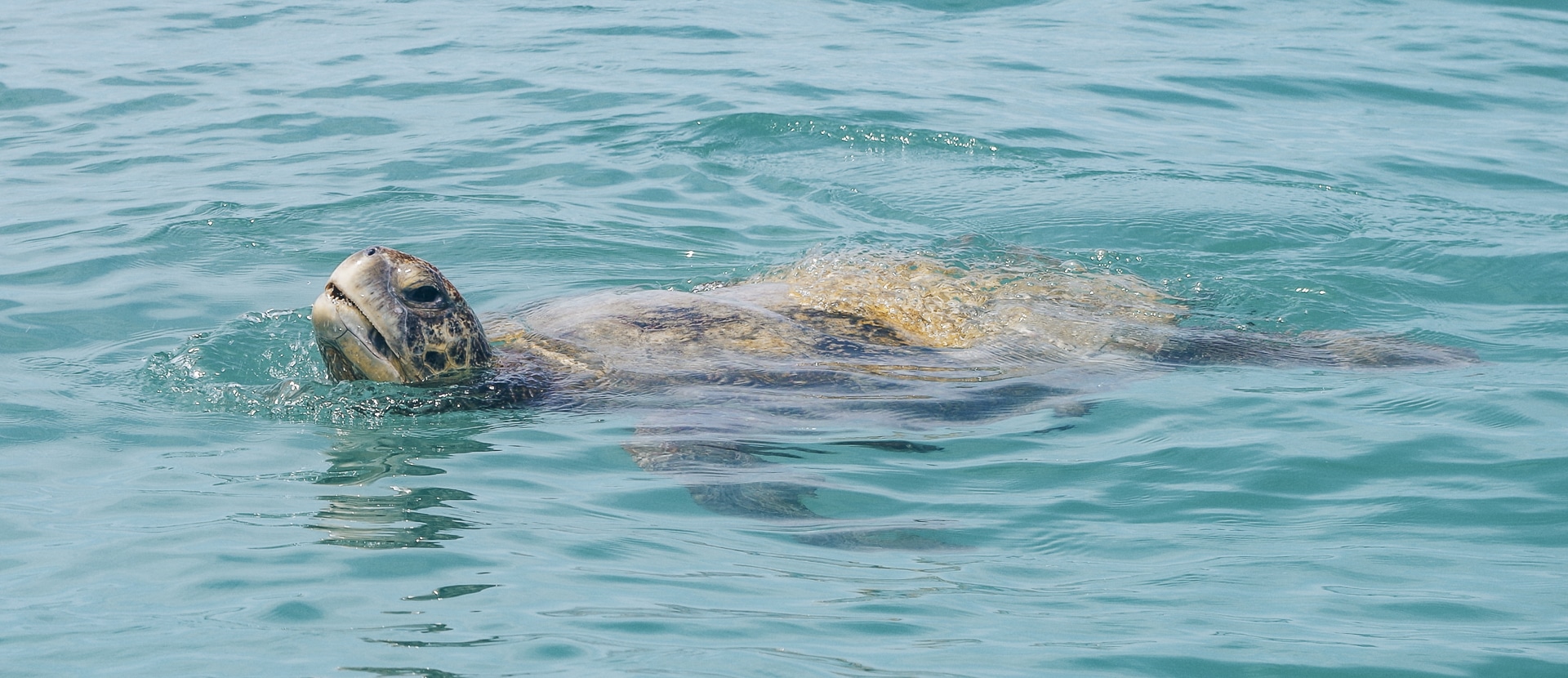 tortue qui a sorti sa tête de l'eau île Isabela Galapagos
