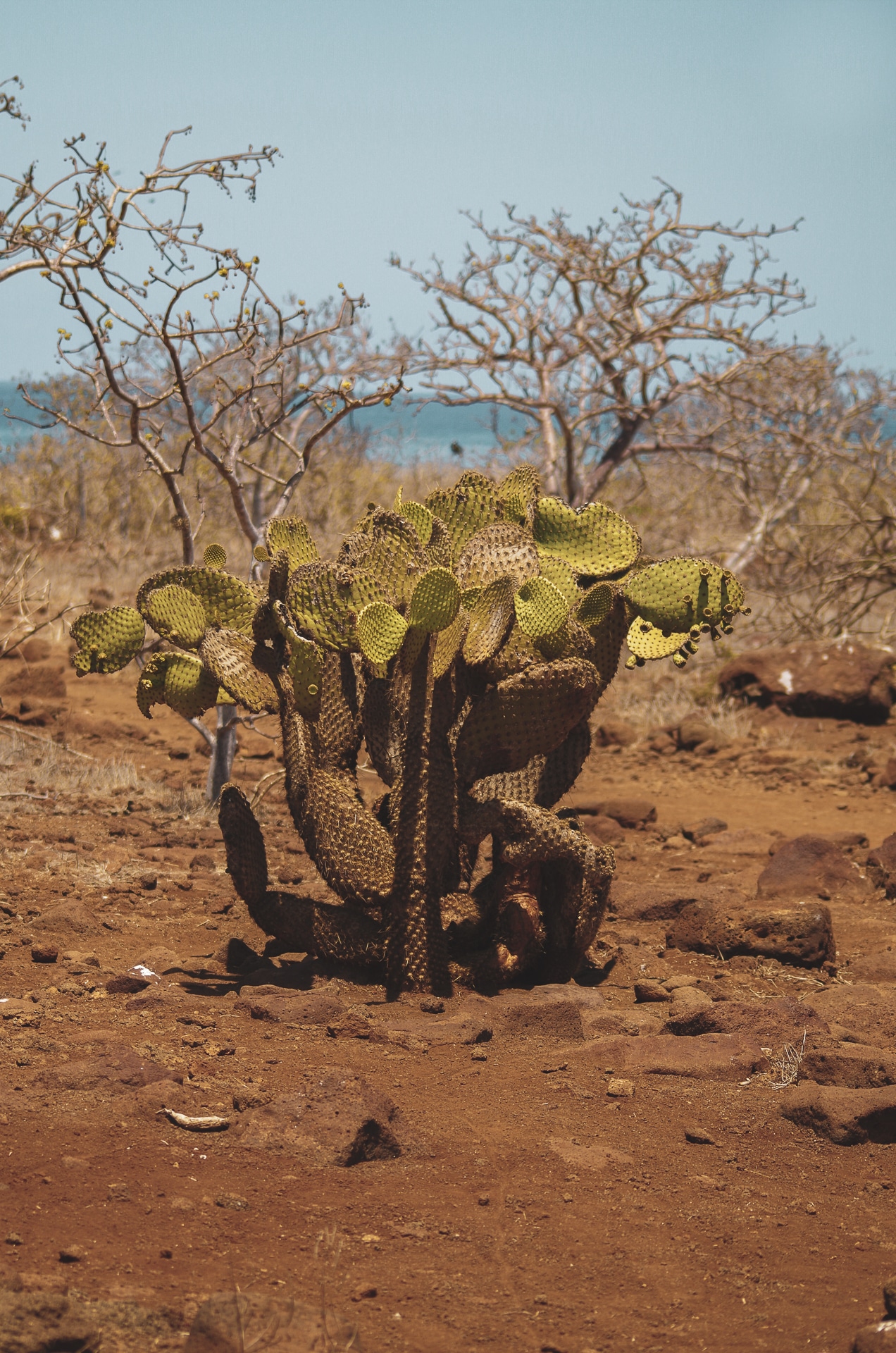 végétation désertique île de Seymour Nord aux Galapagos
