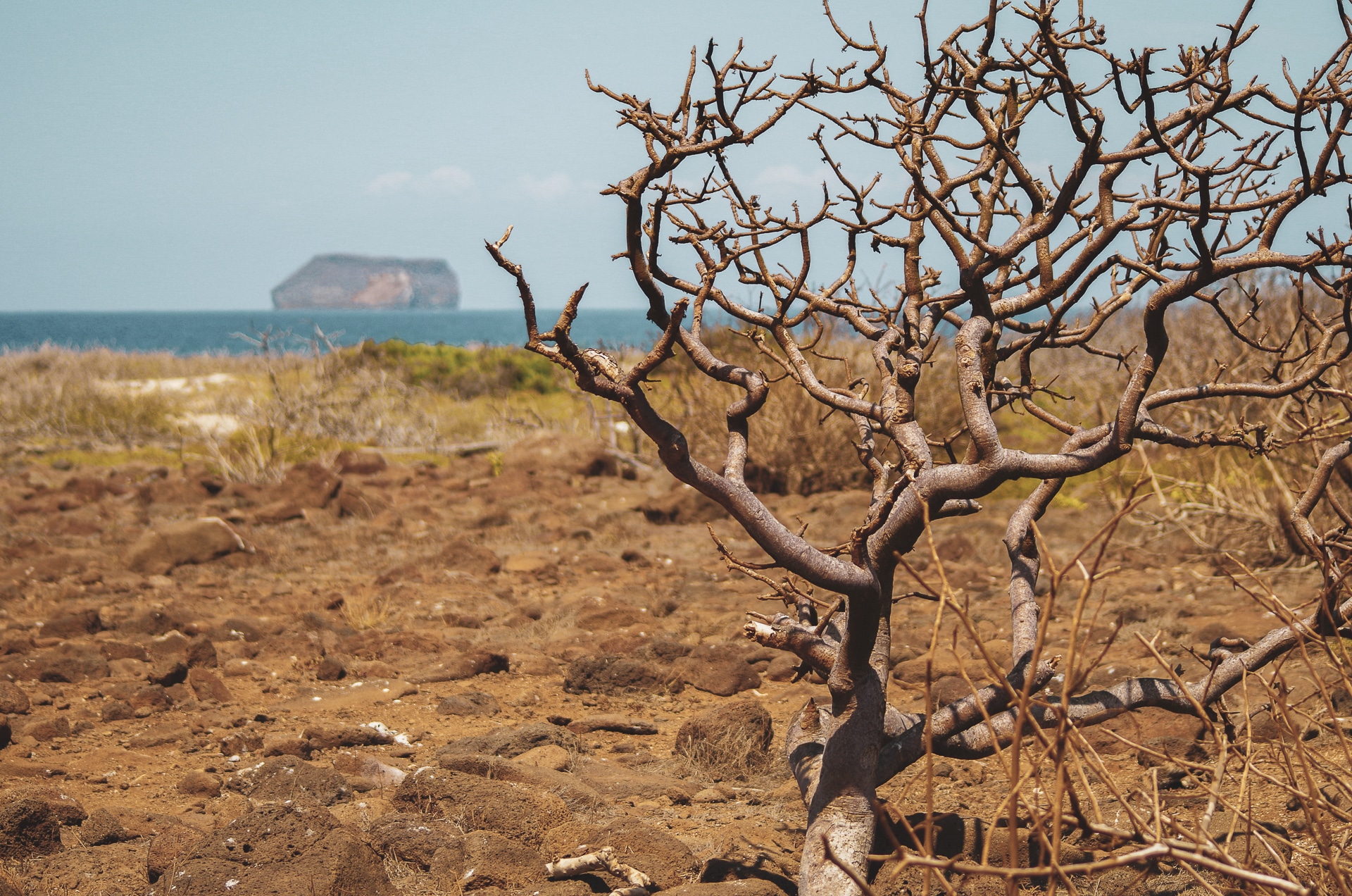 végétation sauvage de île de Seymour Nord aux Galapagos