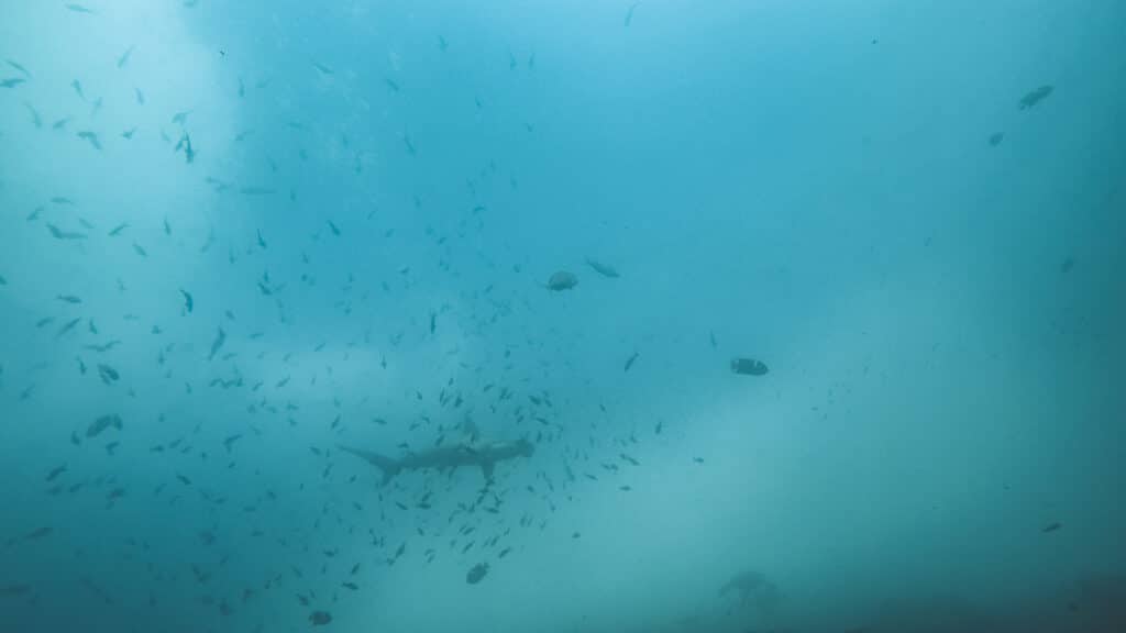 espèce de requins marteaux en train de nager à Gordon Rocks