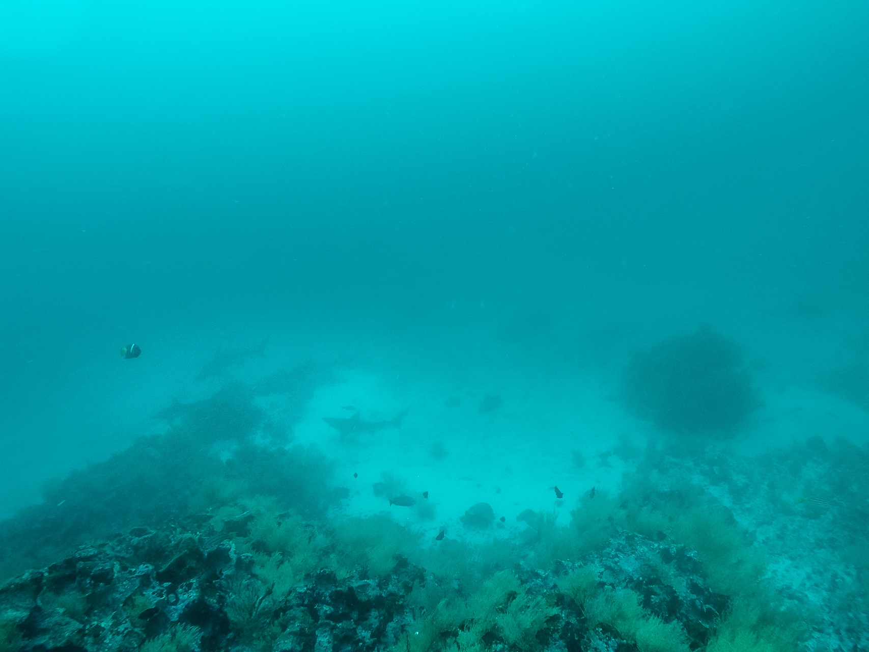 groupe de requins marteaux nageant au fond de l'océan à Gordon Rocks aux Galapagos