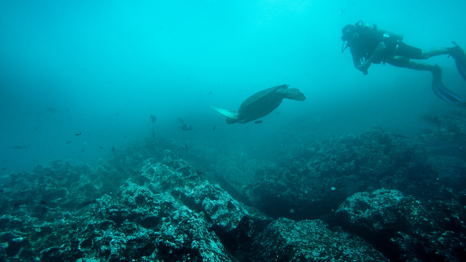 homme en plongée observant une tortue marine à Gordon Rocks aux Galapagos