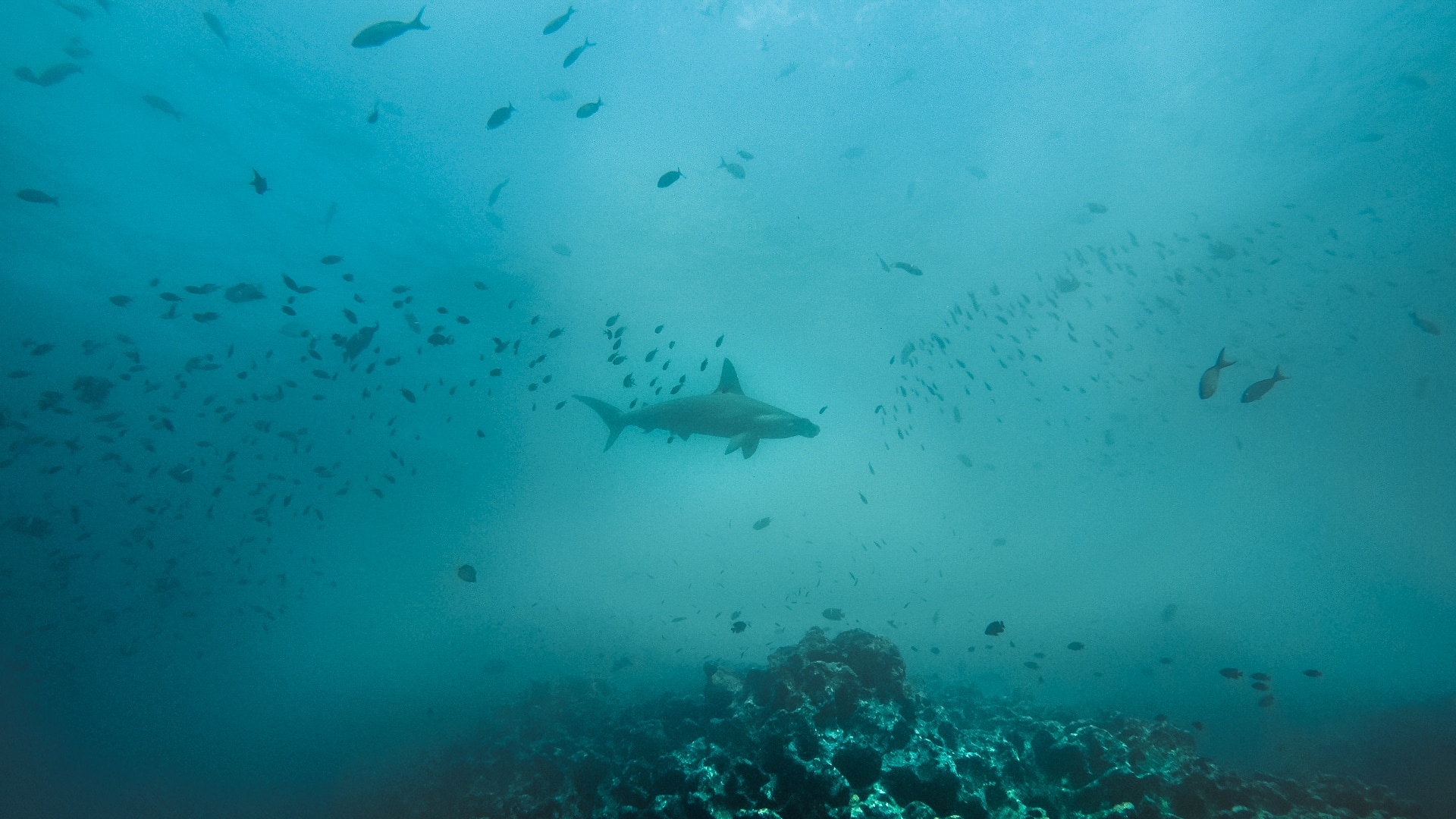 requins marteaux entourés de poissons à Gordon Rocks 