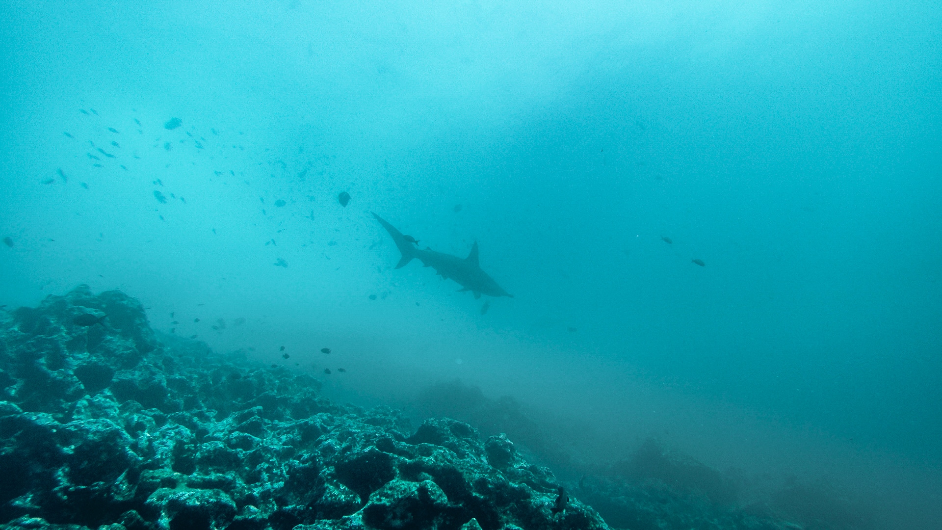 requins marteaux nageant au dessus d'un récif à Gordon Rocks