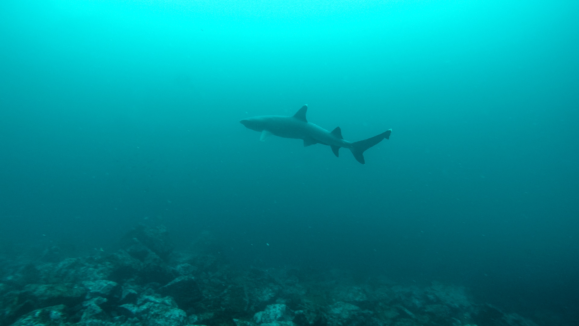 requin pointe blanche des récifs à Gordon Rocks Galapagos