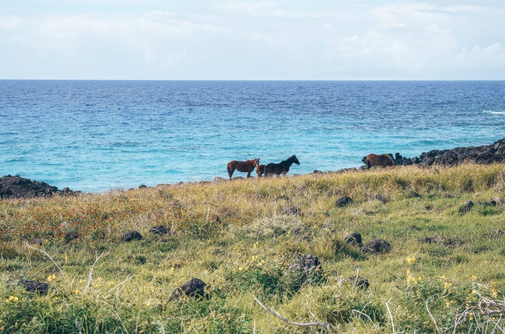 groupe de chevaux sauvages face à l'océan pacifique à l'île de Pâques