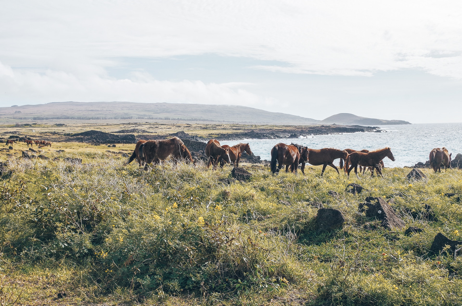 groupe de chevaux sauvages sur l'île de Pâques