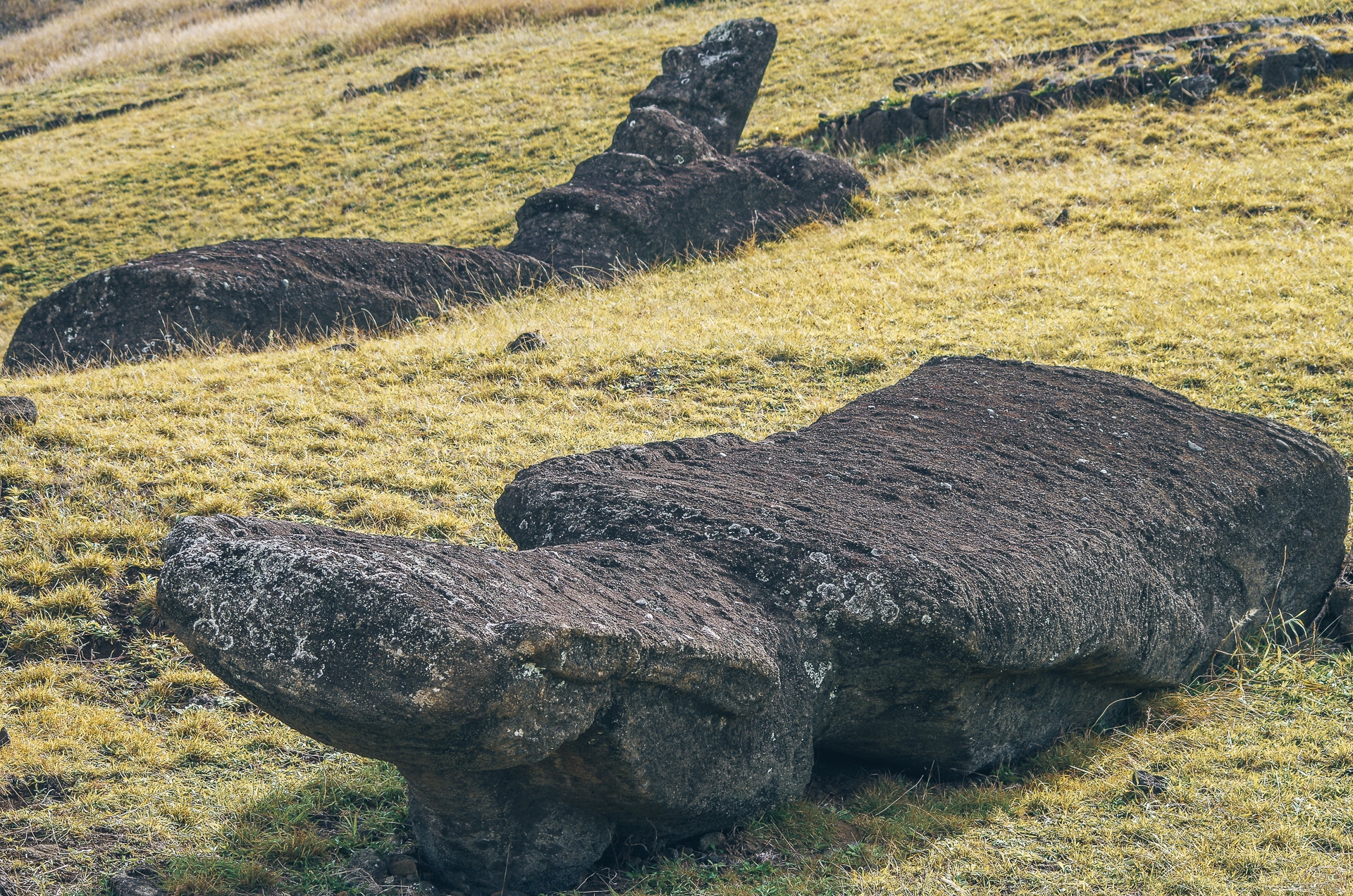 Moai couché face contre terre à l'île de Pâques
