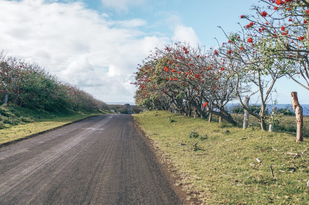 bordure de route fleurie de l'île de Pâques