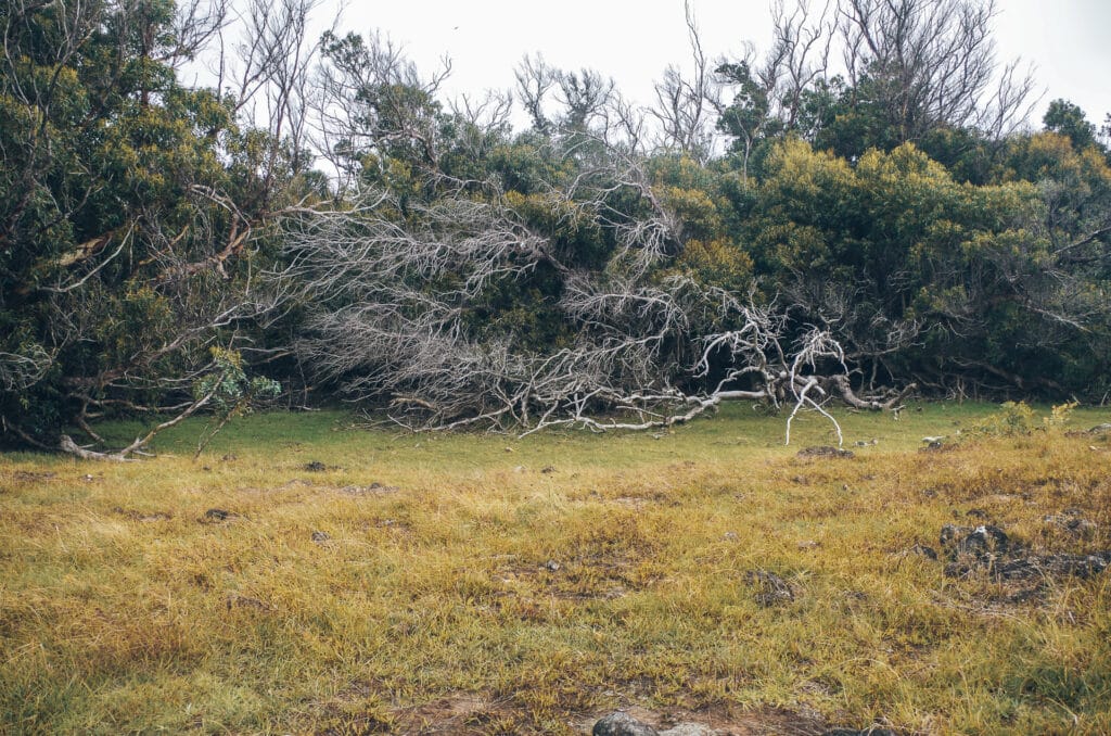 forêt d'eucalyptus au sommet du volcan Poike à l'île de Pâques