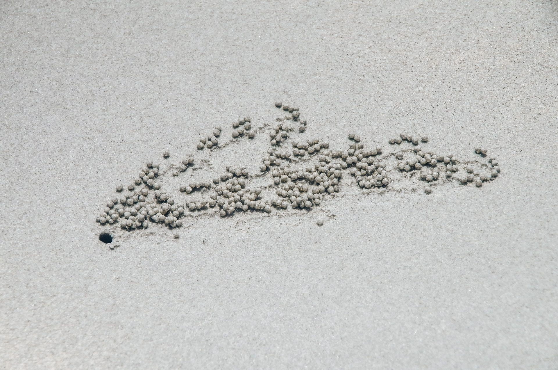 boules de sables crée par des petits crabes