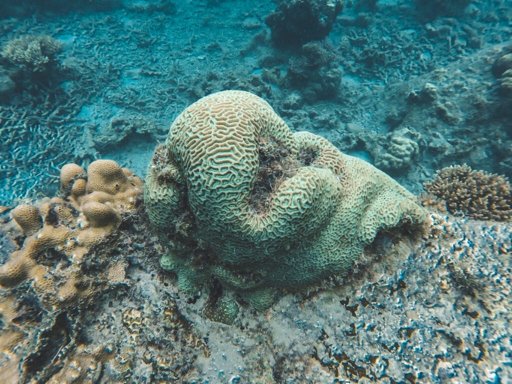 corail ayant la forme d'une tête d'éléphant île Perhentian 