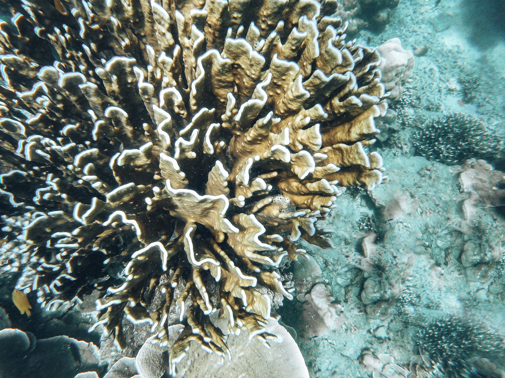 corail qui ressemble à un bouquet de fleurs