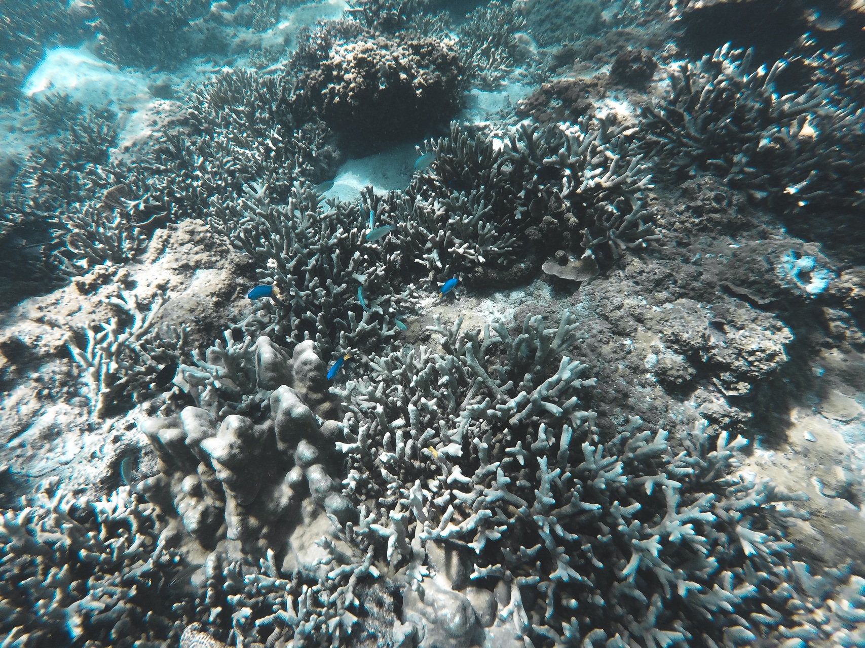 champ de corail et poissons bleus