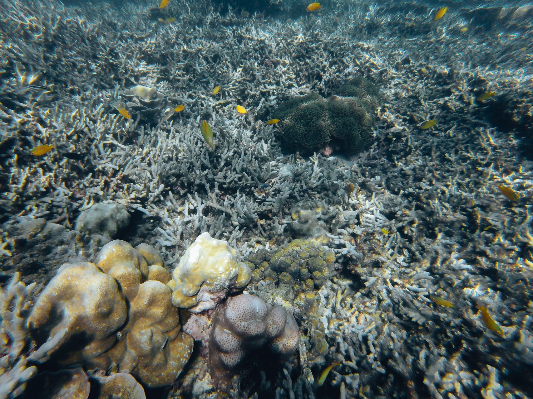 champ de corail et poisson jaune dans la mer Andaman